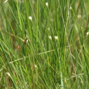 Photographie n°43638 du taxon Rhynchospora alba (L.) Vahl [1805]