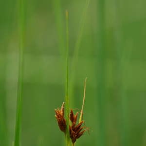 Rhynchospora fusca (L.) W.T.Aiton (Rhynchospora brun rougeâtre)