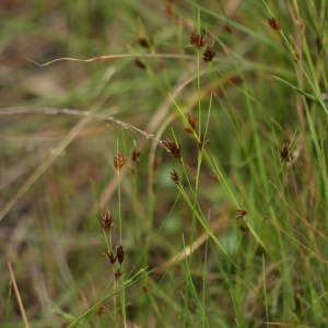  - Rhynchospora fusca (L.) W.T.Aiton [1810]