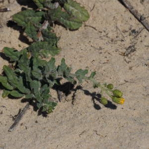 Photographie n°43649 du taxon Hieracium eriophorum St.-Amans [1801]