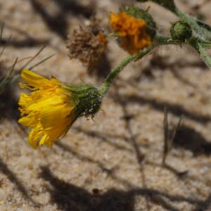 Photographie n°43650 du taxon Hieracium eriophorum St.-Amans [1801]