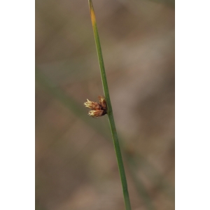 Eleocharis leptophylla Schult. (Scirpe piquant)