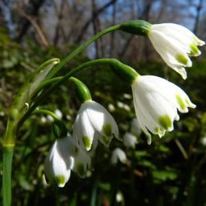 Photographie n°43663 du taxon Leucojum aestivum subsp. pulchellum (Salisb.) Briq. [1910]