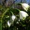  Romain SAUVE - Leucojum aestivum subsp. pulchellum (Salisb.) Briq. [1910]