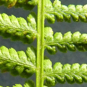 Photographie n°43684 du taxon Athyrium filix-femina (L.) Roth [1799]