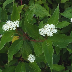 Cornus alba L. (Cornouiller blanc)