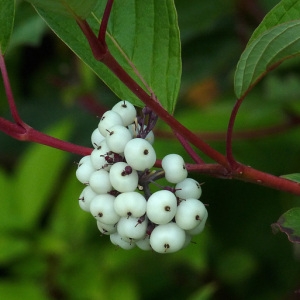 Photographie n°43688 du taxon Cornus alba L. [1767]