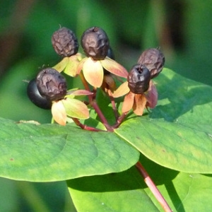 Photographie n°43691 du taxon Hypericum androsaemum L. [1753]