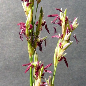 Molinia caerulea (L.) Moench (Molinie bleue)