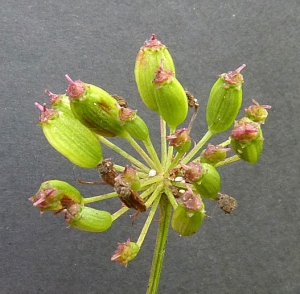 Bertrand BUI, le 30 août 2011 (Sucy-en-Brie (Forêt de Notre Dame))