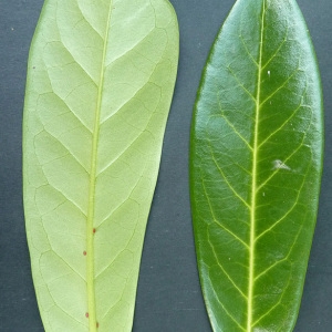 Photographie n°43701 du taxon Prunus laurocerasus L. [1753]