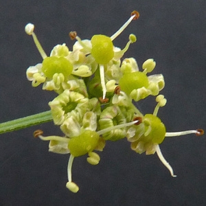 Sagapenon aquilegiifolium (All.) Raf. (Cumin des prés)