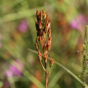 Photographie n°43703 du taxon Narthecium ossifragum (L.) Huds. [1762]