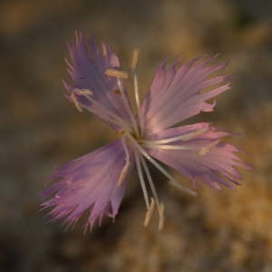 Photographie n°43706 du taxon Dianthus hyssopifolius subsp. gallicus (Pers.) Laínz & Muñoz Garm. [1987]