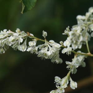 Photographie n°43710 du taxon Fallopia aubertii (L.Henry) Holub [1971]