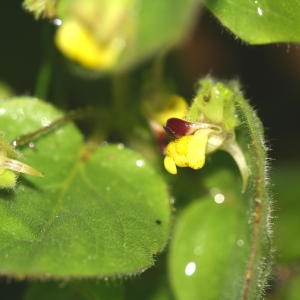 Photographie n°43714 du taxon Kickxia spuria (L.) Dumort. [1827]