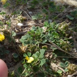  - Medicago littoralis var. littoralis