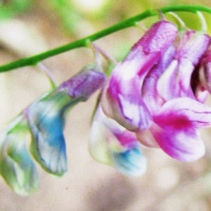 Photographie n°43722 du taxon Lathyrus venetus (Mill.) Wohlf. [1892]