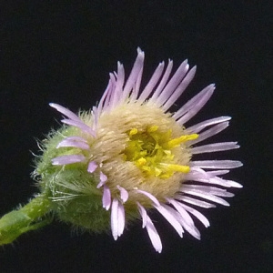 Erigeron acris L. (Vergerette âcre)