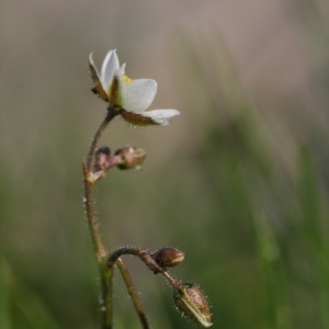 Photographie n°43738 du taxon Spergula arvensis L. [1753]