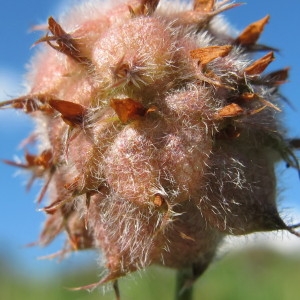 Photographie n°43744 du taxon Trifolium fragiferum L. [1753]