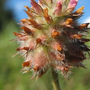 Photographie n°43745 du taxon Trifolium fragiferum L. [1753]