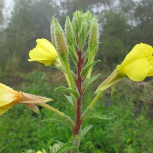 Oenothera ersteinensis R.Linder & R.Jean (Onagre d'Erstein)