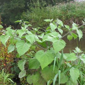 Photographie n°43748 du taxon Physalis peruviana L. [1763]