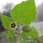  Hugues Tinguy - Physalis peruviana L. [1763]