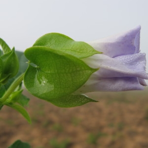 Photographie n°43750 du taxon Nicandra physalodes (L.) Gaertn. [1791]