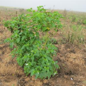Photographie n°43751 du taxon Nicandra physalodes (L.) Gaertn. [1791]