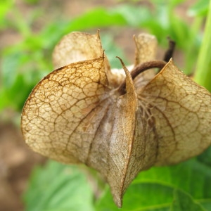 Photographie n°43753 du taxon Nicandra physalodes (L.) Gaertn. [1791]