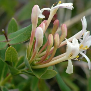 Photographie n°43757 du taxon Lonicera implexa Aiton [1789]