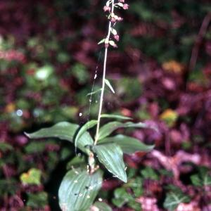 Photographie n°43764 du taxon Epipactis atrorubens (Hoffm.) Besser [1809]