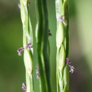 Photographie n°43770 du taxon Digitaria sanguinalis (L.) Scop. [1771]