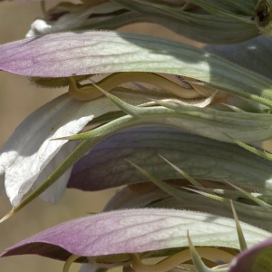 Photographie n°43788 du taxon Acanthus spinosus L. [1753]