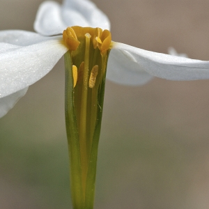 Narcissus serotinus L. (Narcisse d'automne)