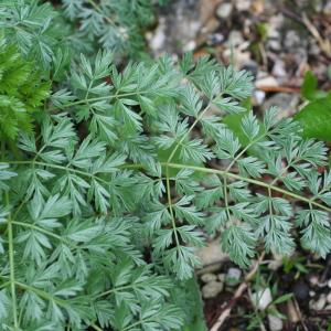 Katapsuxis silaifolia (Jacq.) Reduron, Charpin & Pimenov (Cnide fausse ache)