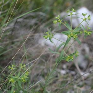  - Euphorbia taurinensis All. [1785]