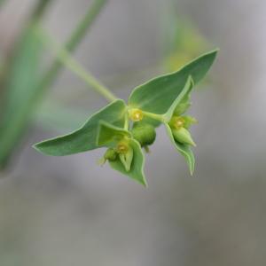  - Euphorbia taurinensis All. [1785]