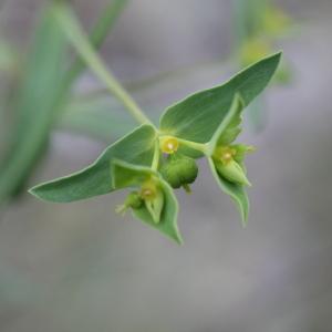 Photographie n°43803 du taxon Euphorbia taurinensis All. [1785]