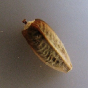  - Onopordum illyricum subsp. illyricum