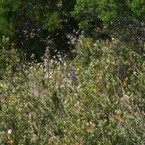 Photographie n°43811 du taxon Delphinium fissum Waldst. & Kit. [1802]