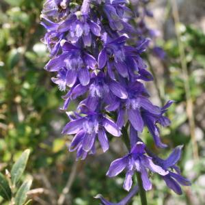 Delphinium fissum Waldst. & Kit. (Dauphinelle fendue)