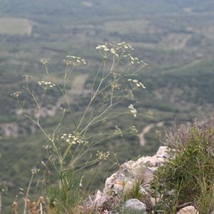 Photographie n°43819 du taxon Seseli longifolium L. [1759]