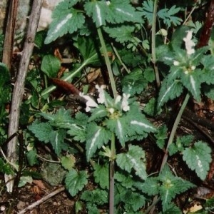 Lamium bifidum Cirillo subsp. bifidum (Lamier bifide)