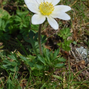 Photographie n°43829 du taxon Anemone baldensis L. [1767]