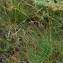  Pascal Amblard - Carex capillaris L. [1753]