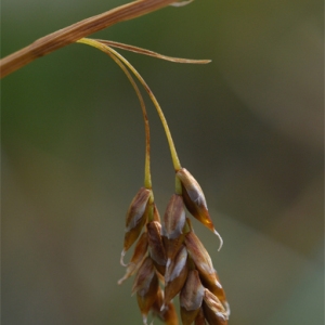 Carex capillaris L. (Laiche à feuilles capillaires)