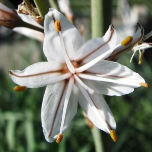  - Asphodelus ramosus subsp. ramosus